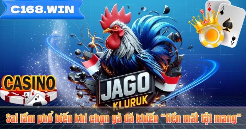 Sai lầm phổ biến khi chọn gà đá khiến “tiền mất tật mang”